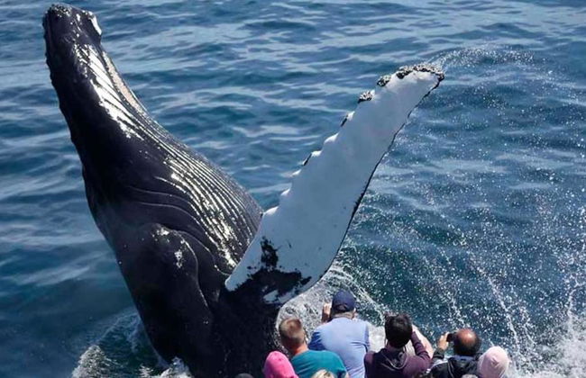 Crucero de avistamiento de ballenas del New England Aquarium - Foto 10