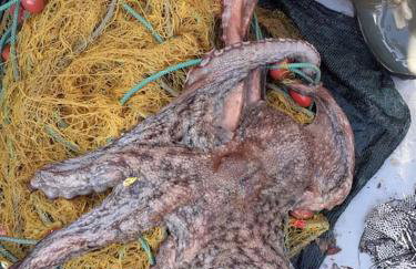 LIMNIONAS SUNVIEW - Foto 43