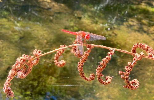 Casa Grande Abrunheiro Grande - Foto 53