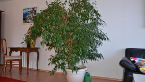 Ferienwohnung Pascale - Foto 3