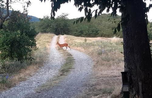 Appartamento immerso nella natura, silenzio e riservatezza a 550 m di quota - Foto 14