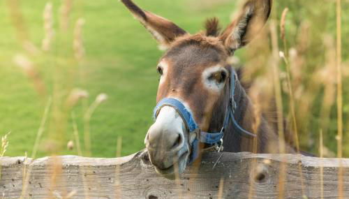 Ranzinger Hof - Foto 5