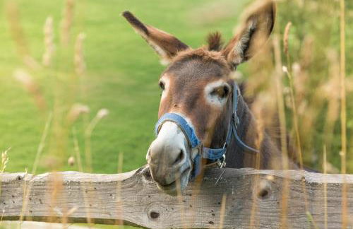 Ranzinger Hof - Foto 5