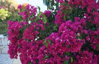 Villa Eira Dos Moinhos - Foto 50