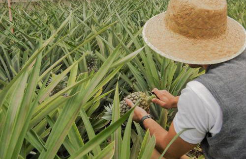Herdade do Ananás - Photo 19