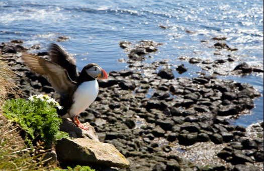 Látrabjarg & Raudasandur Jeep Tour - Photo 5