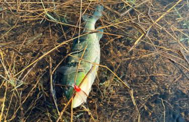 Casa de Campo Paraíso na canastra - Foto 23