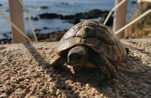 Pieds dans l'eau - La Villa Crique aux tortues - Foto 24