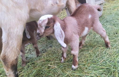 Arrowhead Country Cabins - Foto 31