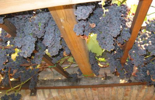 Agriturismo Aiole - Foto 44