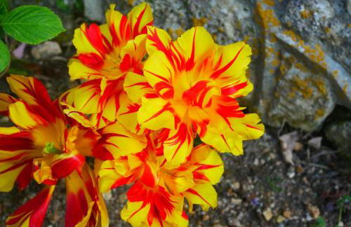 Au Coeur de la Cour - Foto 34