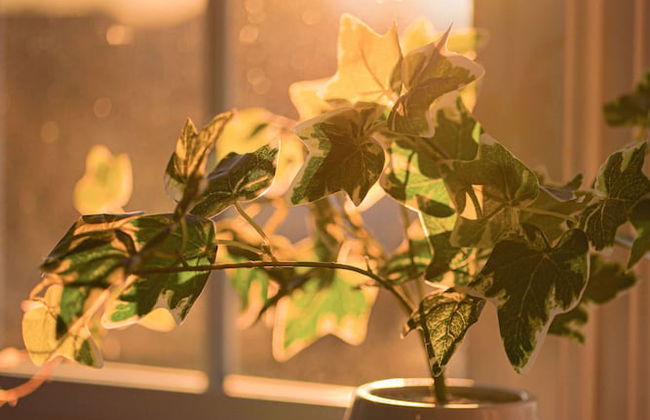 The Old Dairy Holiday Home - Foto 24