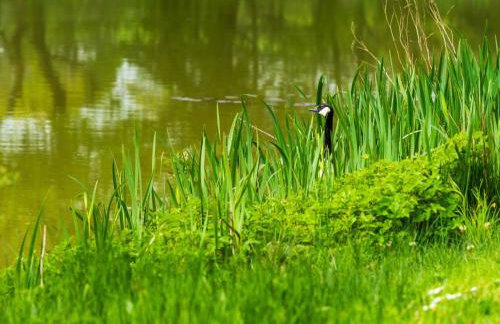 Chalet Lodge 2 - Hot Tub by Interhome - Foto 40