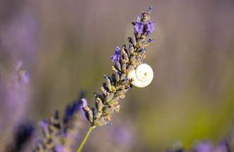 Le Mas Sérénité - Foto 46