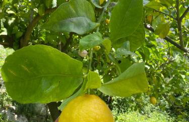 Gauro casa vacanze - Foto 66