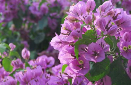 Casa Vacanze “Bouganville” loc Avane Pisa - Foto 45