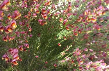 Trulli Eutopia - Foto 17