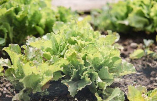 LA CORTESE by La Rondinella Apartments - Foto 8