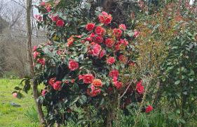 Retiro da perreira com churrasqueira - Foto 41