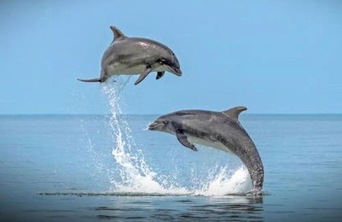 Newquay Haven caravan 42x14 with Ocean Views - Foto 70