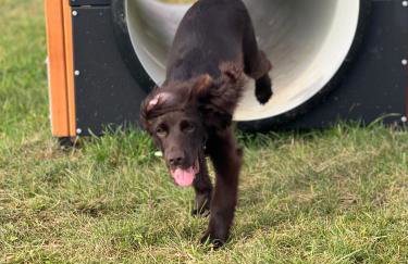 The Woodland Collection, 10 mins from beaches - Photo 34