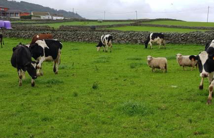 Casa Milhafre - Photo 31