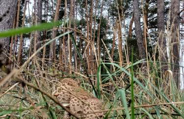 Leśny Domek - Foto 30