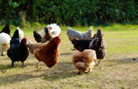 Bessie May Cottage - Foto 44