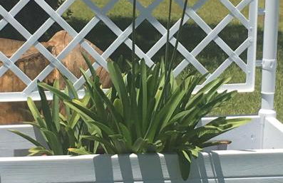 Dolce Bungalow R5915 - Foto 15