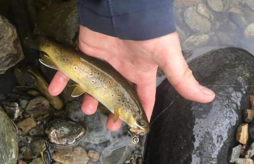 Cévennes Méridionales maison linge fourni - Foto 65