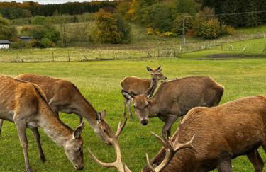 Villa-Holzreich - Foto 70