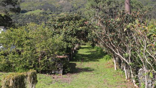 Mar D'Abstração - Photo 4, Garden