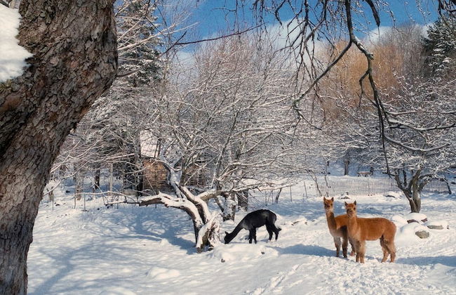 Relaxing Nature Retreat Perfect for Large Groups - Foto 10