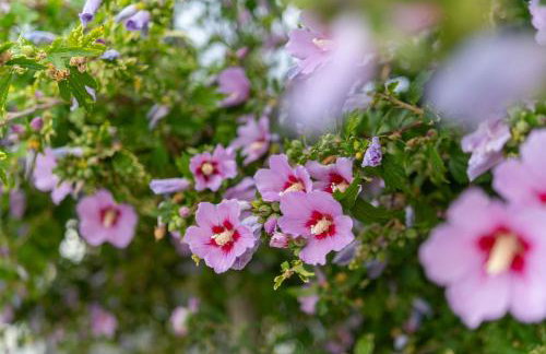 Lavanda Apartments & Room - Foto 49