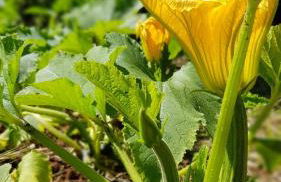 Agriturismo Country Casale Rufo - Foto 59