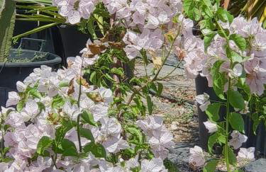 HOUSE SUITES DOMAINE - Foto 51