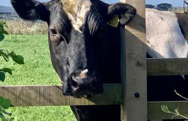 Gwel an Heyl, Padstow - Foto 55