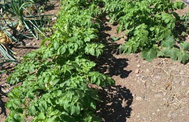 Los Corralitos - Foto 8