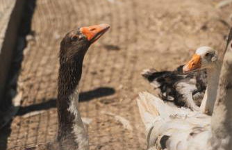 Casa di Voz Suites complex & free gym services by "elite" - Foto 69