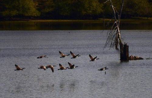 Cozy lakefront cabin with boat house and ramp on T - Foto 23