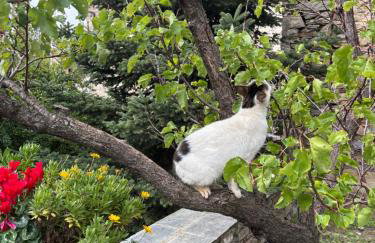 Dreamy Cottage - Photo 8