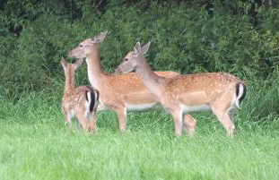 "Dat Nordische Huus" - Hyggelig, mit Fußbodenheizung, Balkon, Glasfaser-Internet und Wallbox - Foto 37