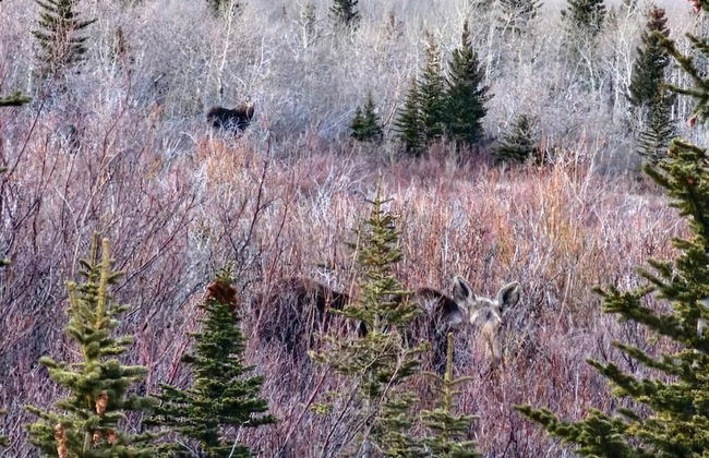 Two Medicine INN - Photo 2