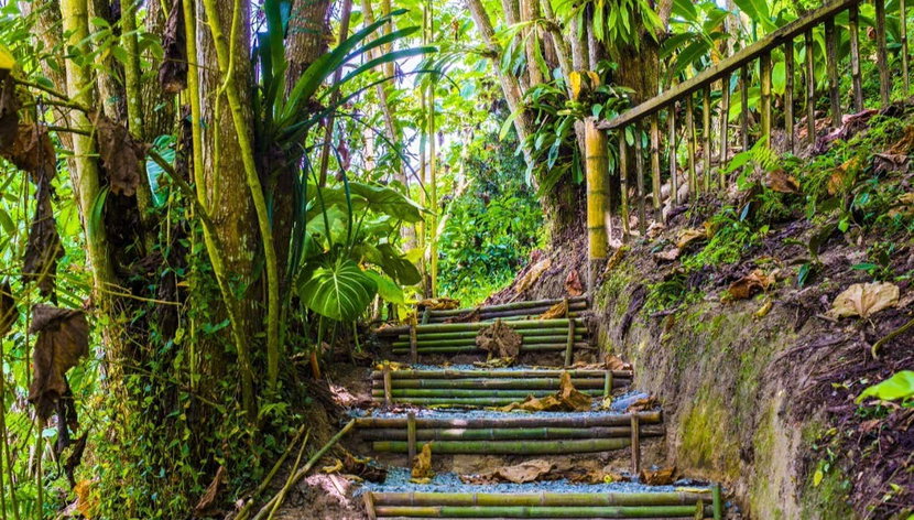 Orchids Half Day Tour - Photo 2, Walking through orchid estate