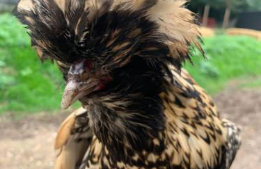 Hertford farm Woodland cabin pet friendly firepit bbq - Foto 20