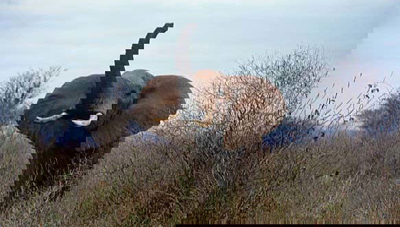 Safari privado por el Parque Nacional de Amboseli - Foto 2, Un simpático elefante