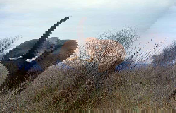 Safari privado por el Parque Nacional de Amboseli - Foto 2