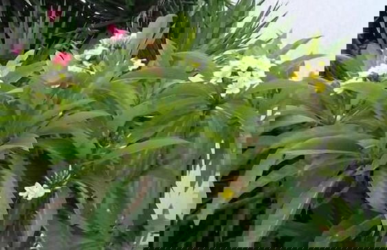 Irene's Apartments - Foto 59