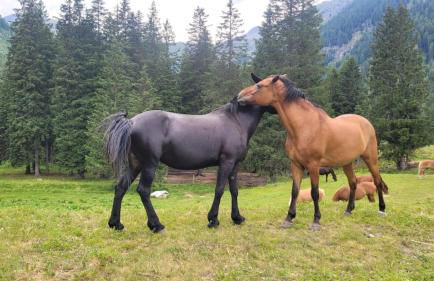 Very Nice Appartment for 4, Marilleva 900, Val di Sole - Foto 36