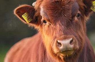 Körnermühle - Foto 14